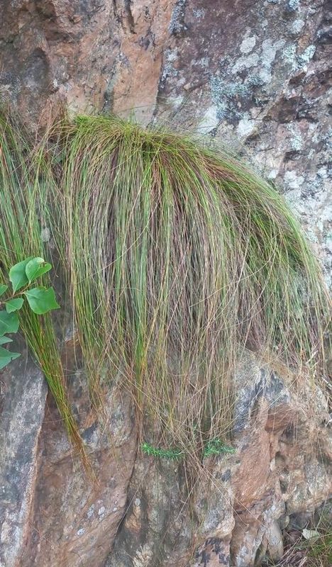 Ficinia Acuminata