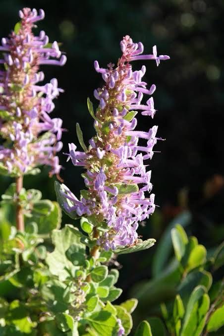 Thorncroftia Longiflora