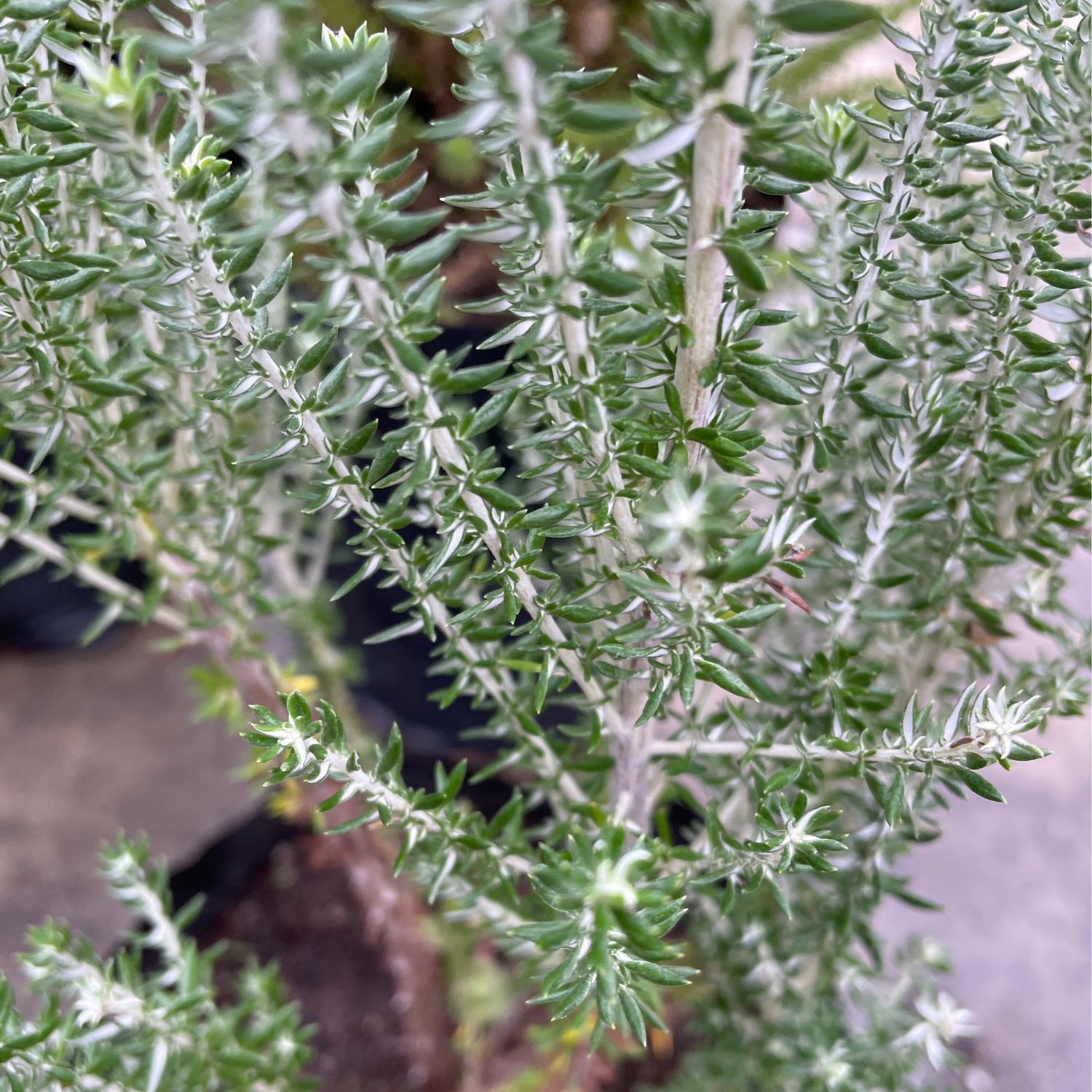 Metalasia Aurea Grey