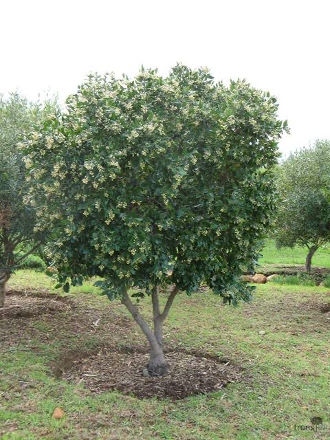 Curtisia dentata