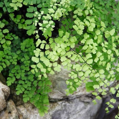 Adiantum raddianum