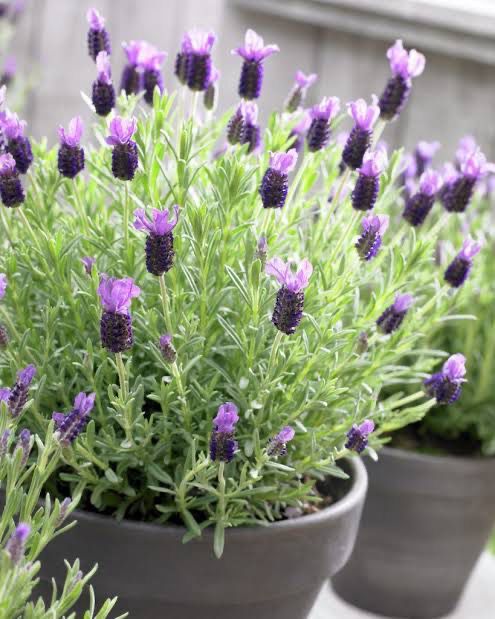 Lavandula Stoechas Purple