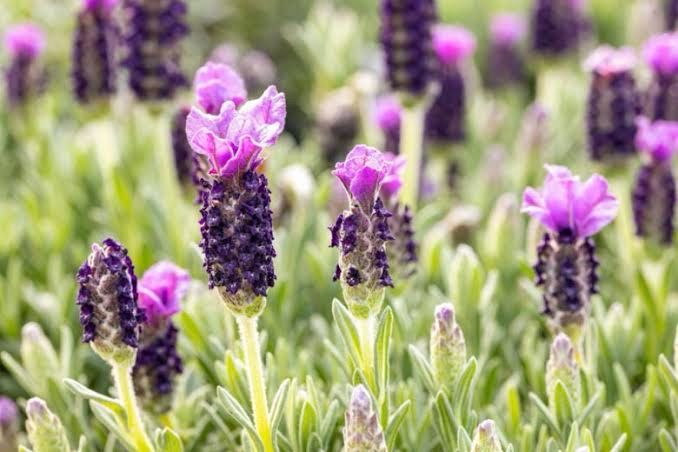 Lavandula Stoechas Purple