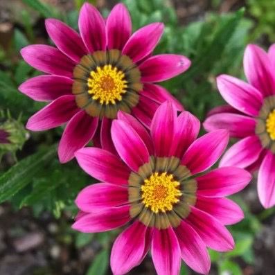 Gazania Uniflora Pink