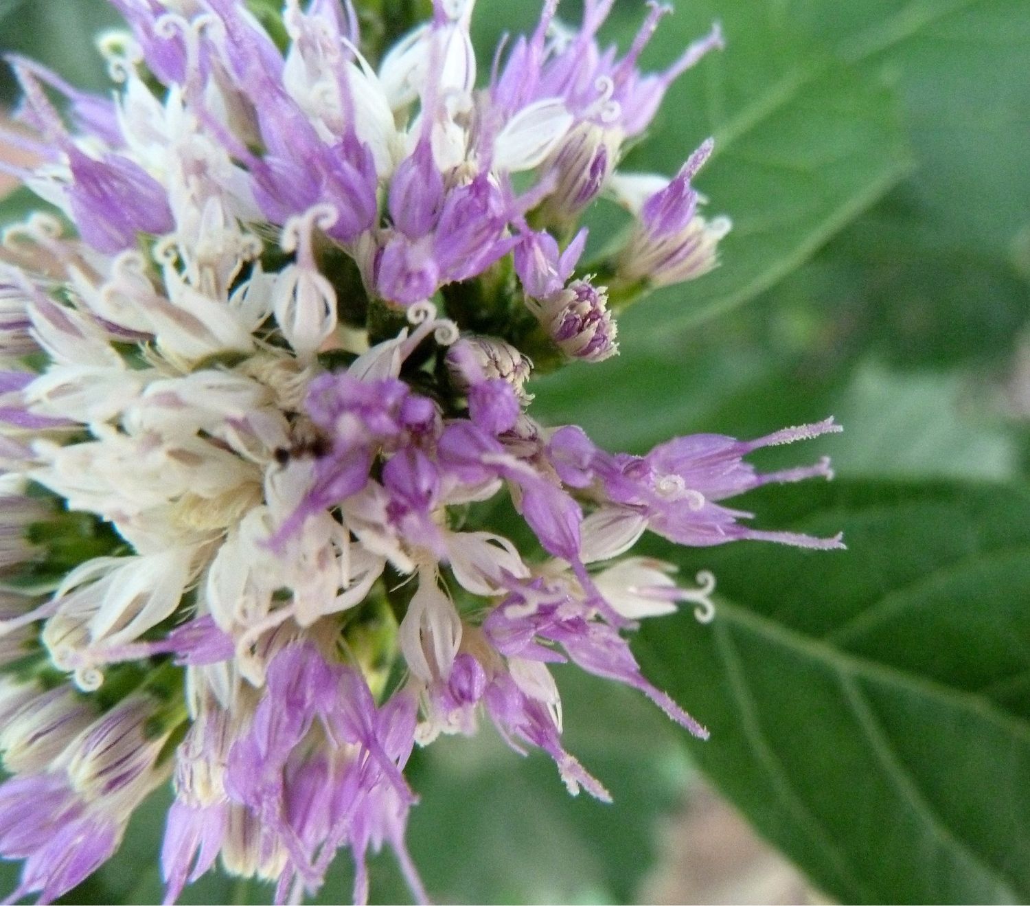 Gymnanthemum Corymbosum