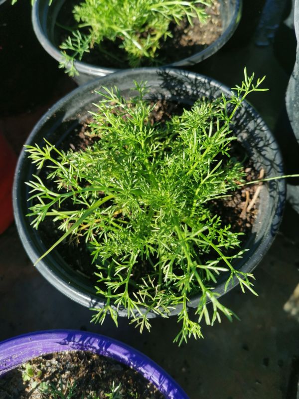 Anthemis Sauce Hollandaise