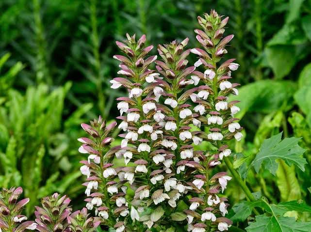 Acanthus Mollis