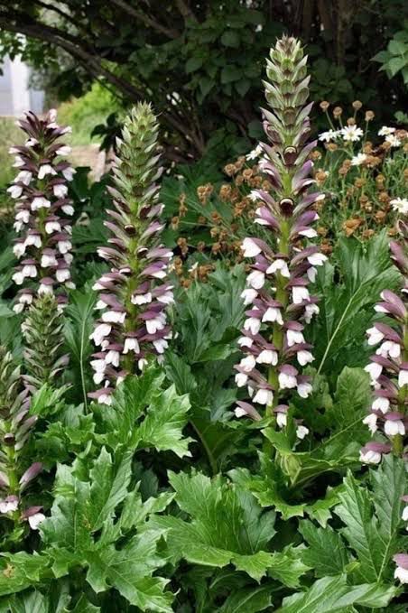 Acanthus Mollis