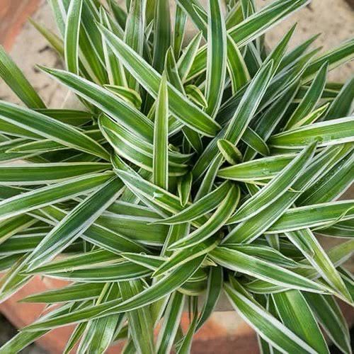 Chlorophytum Comosum
