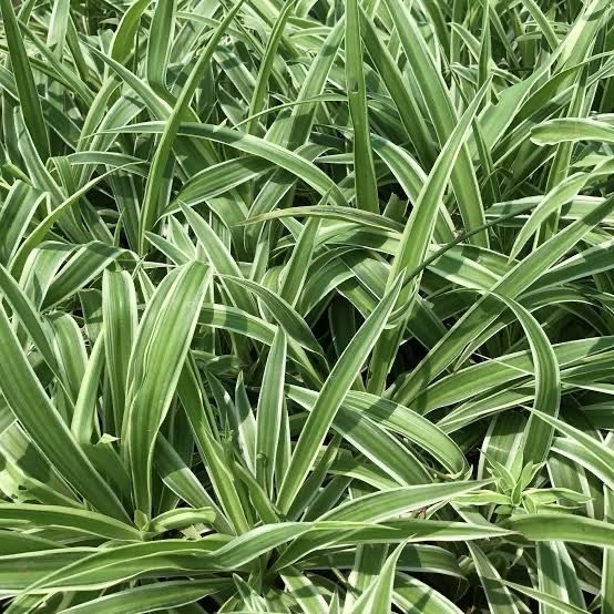 Chlorophytum Comosum