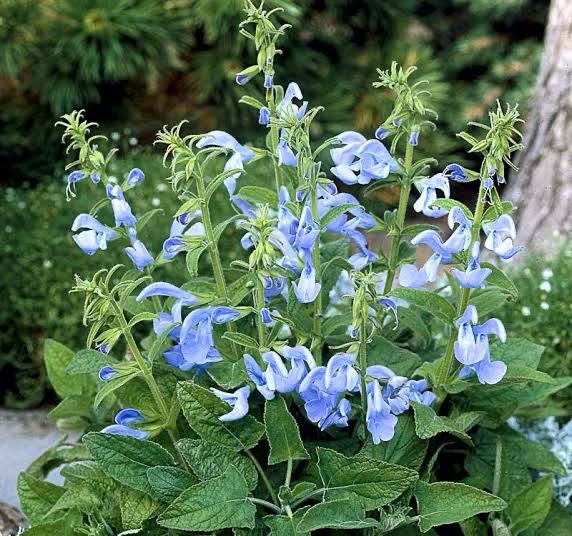 Salvia Sky Blue