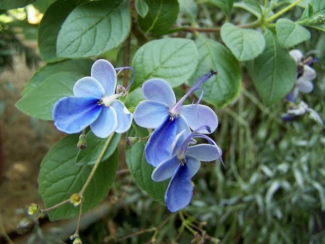 Clerodendrum Myricoides Ugandense