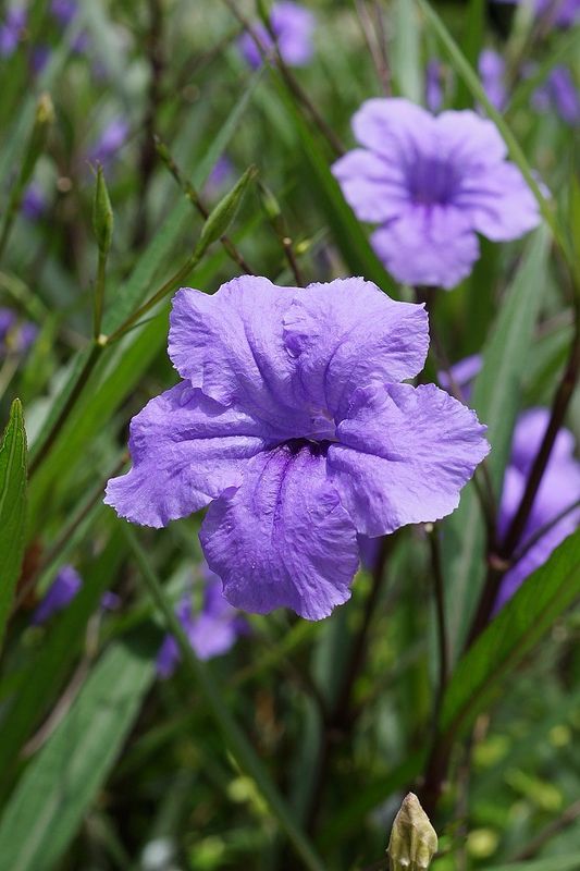 Ruellia brittoniana