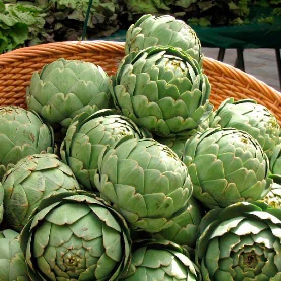 Artichoke ‘Green Globe’ (Cynara)