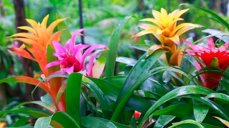Bromeliad