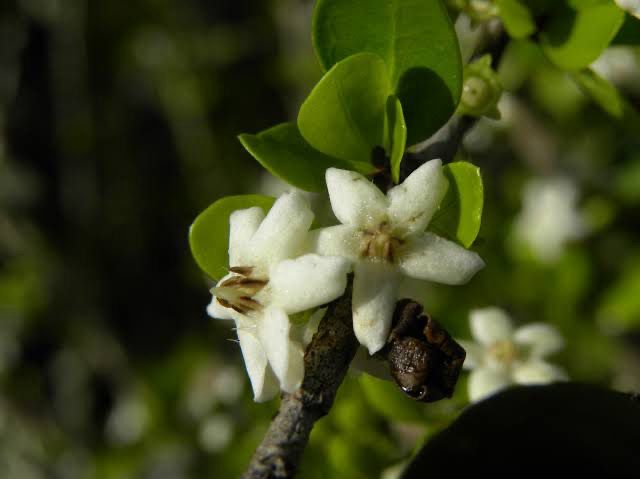 Randia Aculeata