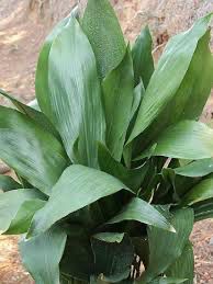 Aspidistra