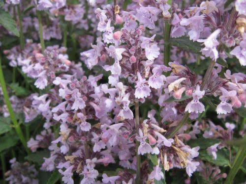 Nepeta Amelia (Catmint)