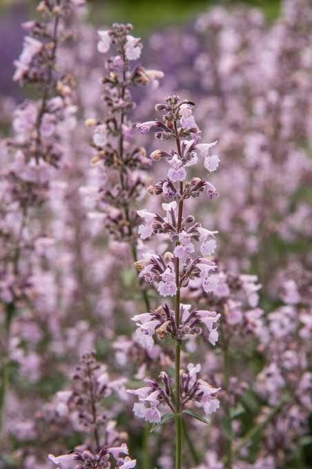 Nepeta Amelia (Catmint)
