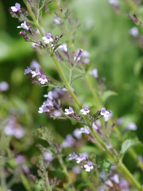 Calamintha Blue Cloud