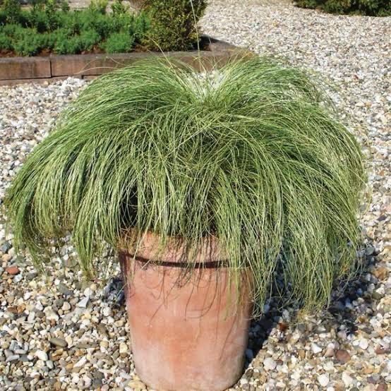 Carex Amazon
