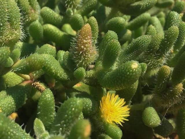 Delosperma echinatum