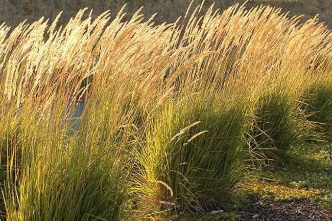Calamagrostis Karl Foerster
