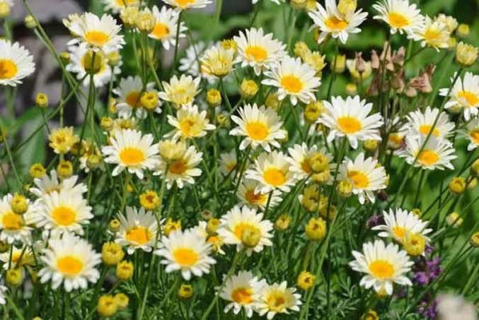 Anthemis EC Buxton