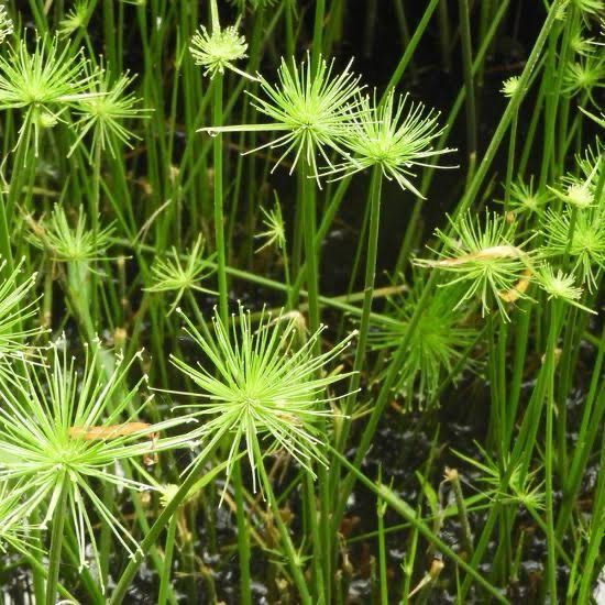 Cyperus prolifer