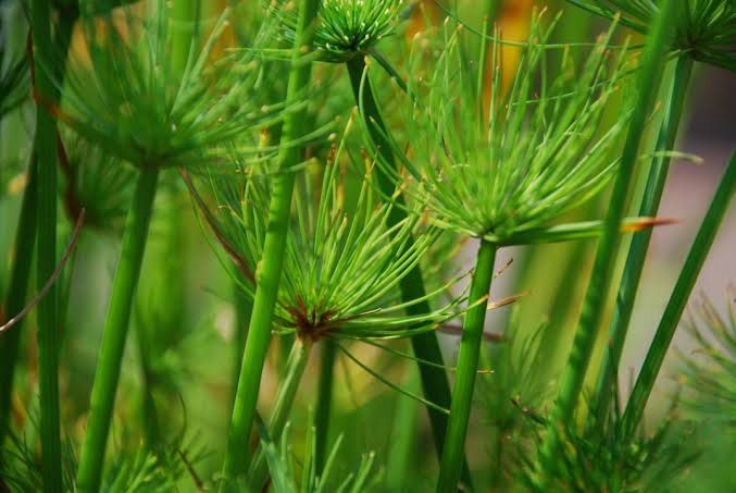 Cyperus prolifer