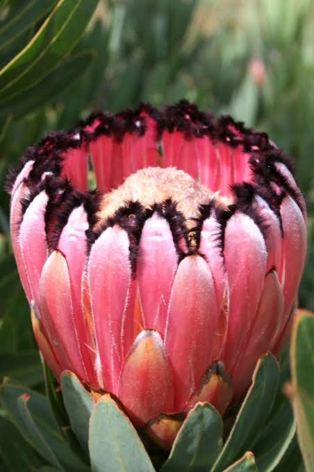 Protea Neriifolia