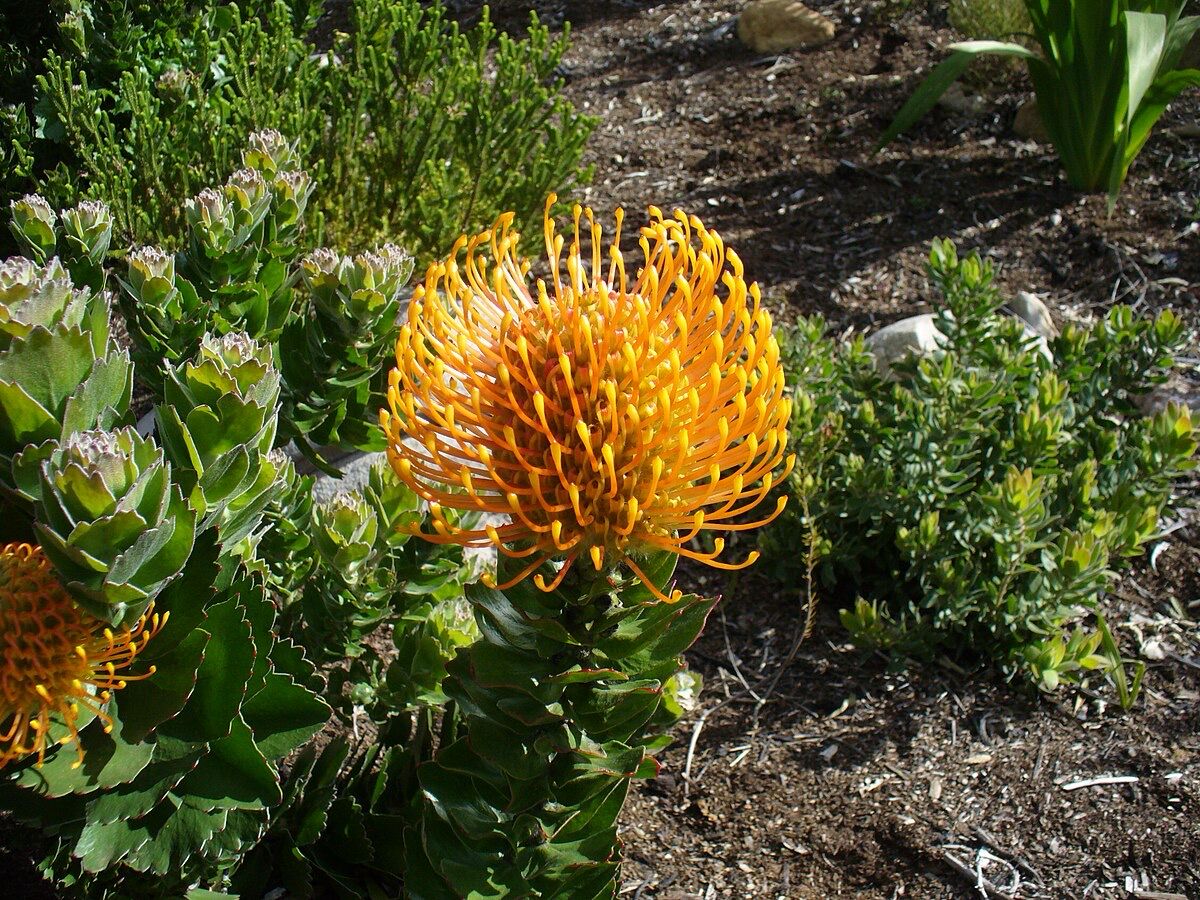Leucospermum Golden Orb