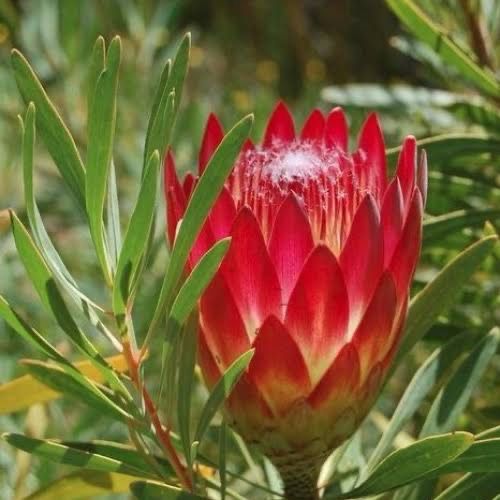Protea Repens
