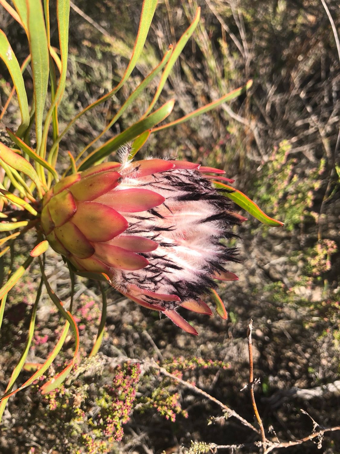 Protea Pudens