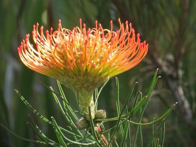 Leucospermum Lineare