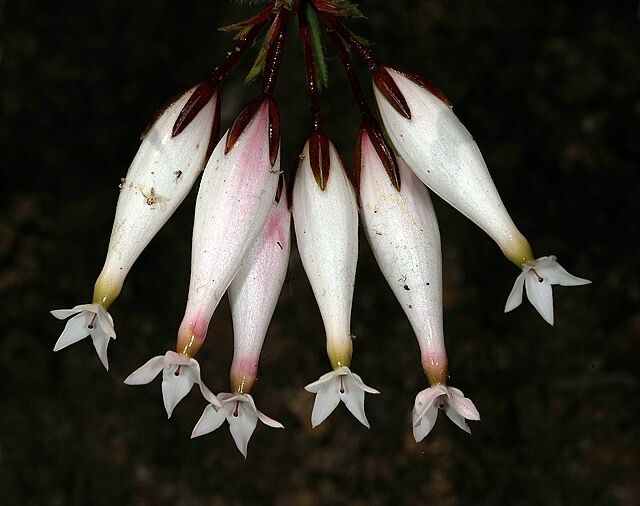 Erica Shannonii