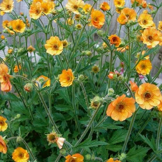 Geum