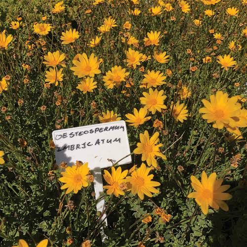 Osteospermum Imbricatum