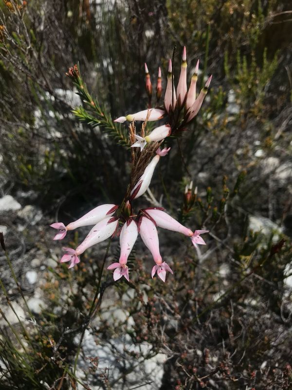 Erica Shannonii