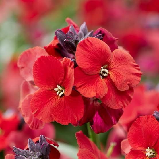 Erysimum Vibe Red