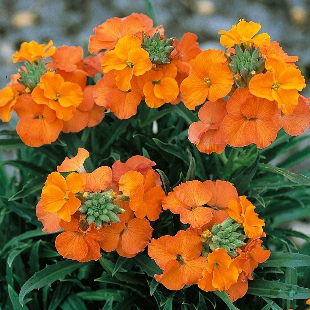 Erysimum Vibe Apricot