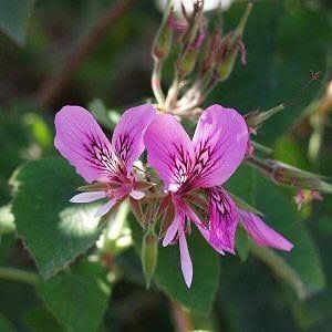 Pelargonium Cordifolium