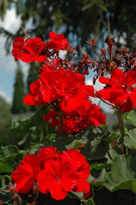 Geranium Cardinal