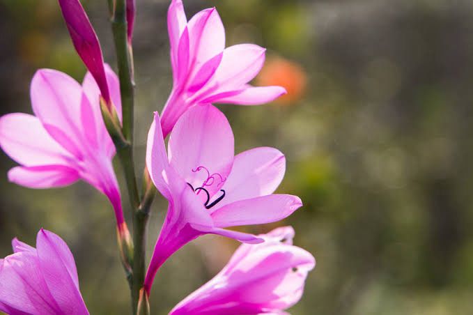 Watsonia Pink