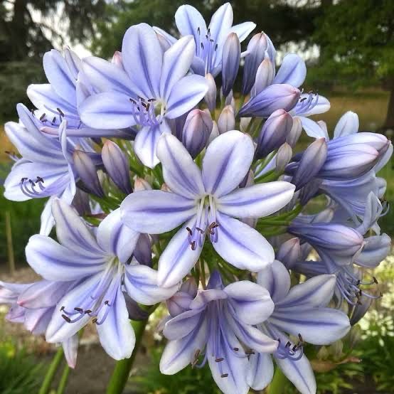 Agapanthus Full Moon