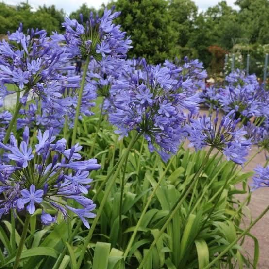 Agapanthus Praecox ’Blue’