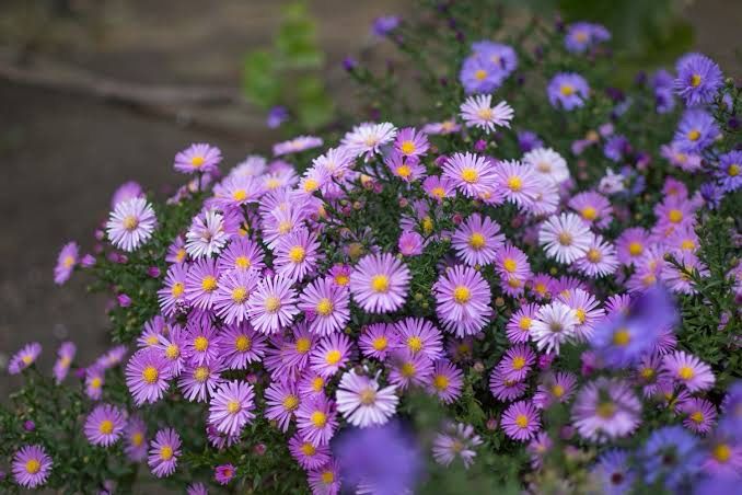 Aster Amelia - Michaelmas Daisy