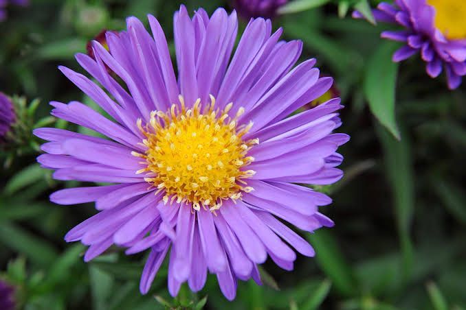 Aster Amelia - Michaelmas Daisy