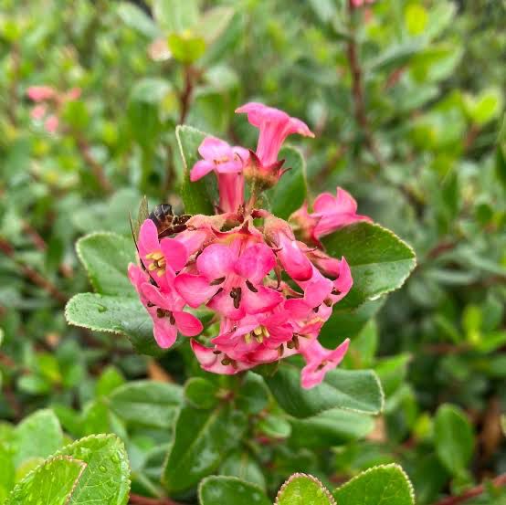 Escallonia Pink Princess