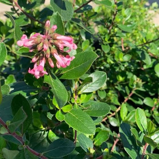 Escallonia Pink Princess